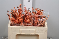 Ilex Winter Gold 50cm