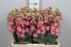 Matth St Antiqu Rose 55cm 23