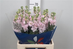Matth Iron Cherry Bl 65cm 23