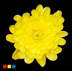 Chr T Altaj Yellow