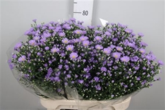 Ast Cassandra 80cm 45gram