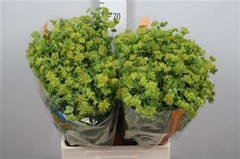 Bupleurum Rotundifol 70cm