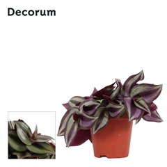Trad Zeb Violet Hill 9Ø 35cm