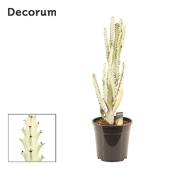 Euphor Su Lactea 24Ø 80cm