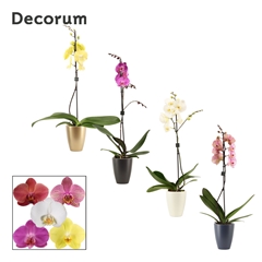 Phal Gem 2 Tak 12Ø 65cm