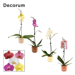 Phal Gem 2 Tak 12Ø 65cm