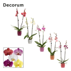 Phal Gem 2 Tak 12Ø 65cm