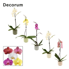 Phal Gem 2 Tak 12Ø 65cm