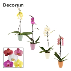 Phal Gem 2 Tak 12Ø 65cm