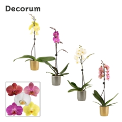 Phal Gem 2 Tak 12Ø 65cm