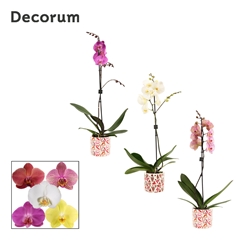 Phal Gem 2 Tak 12Ø 65cm