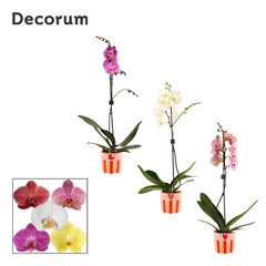 Phal Gem 2 Tak 12Ø 65cm