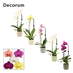 Phal Gem 2 Tak 12Ø 55cm