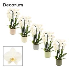 Phal Ov Wit 12Ø 55cm