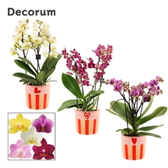 Phal Mf Gem 12Ø 35cm
