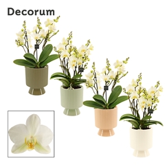 Phal Mf An Lausanne 12Ø 35cm
