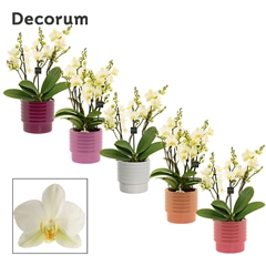 Phal Mf An Lausanne 12Ø 35cm