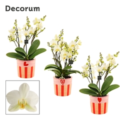 Phal Mf An Lausanne 12Ø 35cm