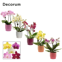 Phal Mf Gem 12Ø 35cm