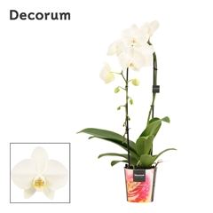 Phal Ov Wit 12Ø 55cm