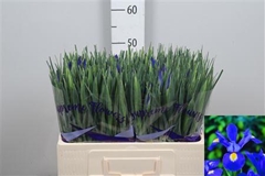 Iris Prof Blaauw 58cm 34gram