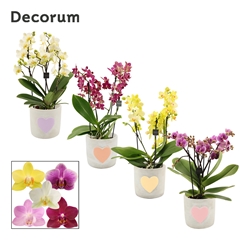 Phal Mf Gem 12Ø 35cm