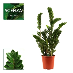 Zamioculcas Zamiifol 24Ø 105cm