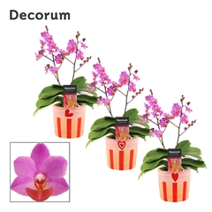 Phal Ov Paars 12Ø 30cm