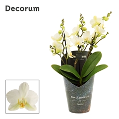 Phal Mf An Lausanne 12Ø 35cm