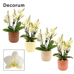 Phal Mf An Lausanne 12Ø 35cm