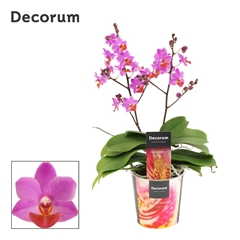 Phal Ov Paars 12Ø 30cm