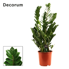 Zamioculcas Zamiifol 24Ø 105cm