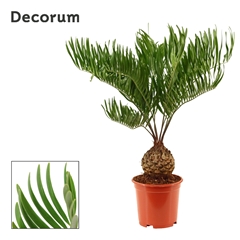 Zamia 19Ø 70cm