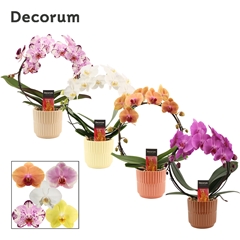 Phal Gem 2 Tak 12Ø 45cm