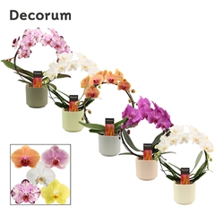 Phal Gem 2 Tak 12Ø 45cm