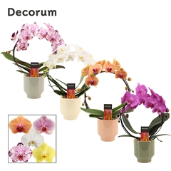 Phal Gem 2 Tak 12Ø 45cm