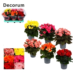 Beg Du Gemengd 13Ø 32cm