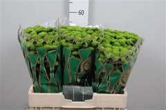 Chr S Aaa Peptalk 55cm 110g