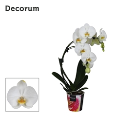 Phal El Cascade 12Ø 50cm