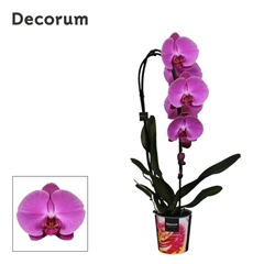 Phal El Cascade 12Ø 55cm