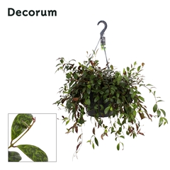 Aeschyn Marmoratus 37Ø 35cm
