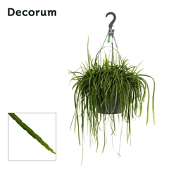 Lepismium Bolivianum 37Ø 65cm