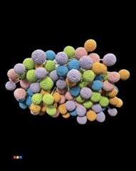 Craspedia Rainbow