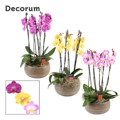 Phal Gem 2 Tak 27Ø 65cm
