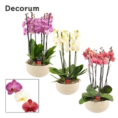 Phal Gem 2 Tak 27Ø 65cm
