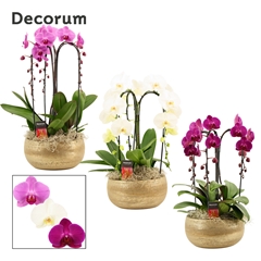 Phal Gem 2 Tak 27Ø 55cm