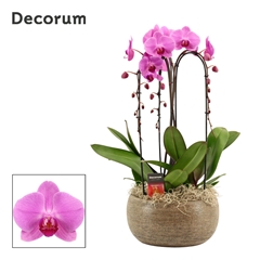 Phal Ov Roze 27Ø 55cm