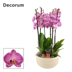 Phal Ov Paars 27Ø 65cm