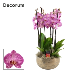 Phal Ov Paars 27Ø 65cm