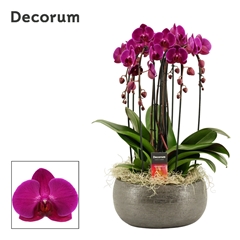 Phal Ov Paars 27Ø 55cm